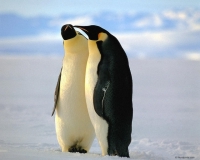 gay_penguins.jpg