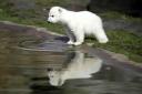 Knut el Oso Polar