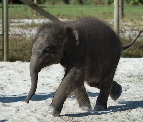 elefante-bebe